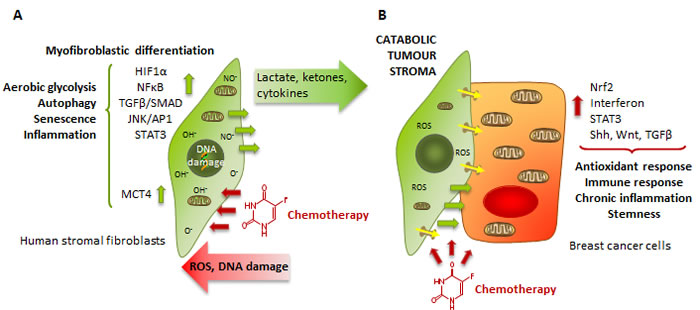 Chemotherapy induces the catabolic tumour stroma phenotype, which in turn activates antioxidant response, immune response and stemness in cancer cells.