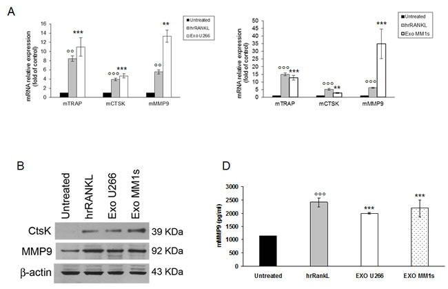 Multiple myeloma cell-derived exosomes increase expression of osteoclasts specific markers .