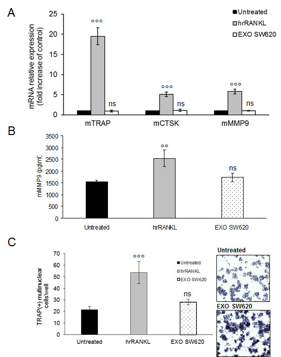Colorectal cancer cell-derived exosomes not affect osteoclastogenesis of RAW 264.7 precursors.