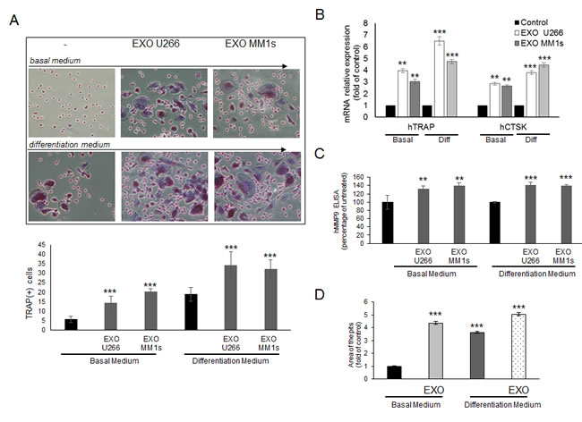 Exosomes produced by multiple myeloma cells induce osteoclast formation in human primary pOCs and promote formation of lacunae on dentine slices.