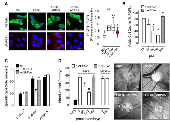 ARPCA inhibits the angiogenic activity of FGF8b.