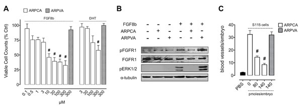 ARPCA inhibits the proliferation and angiogenic potential of FGF8b-dependent tumor cells.