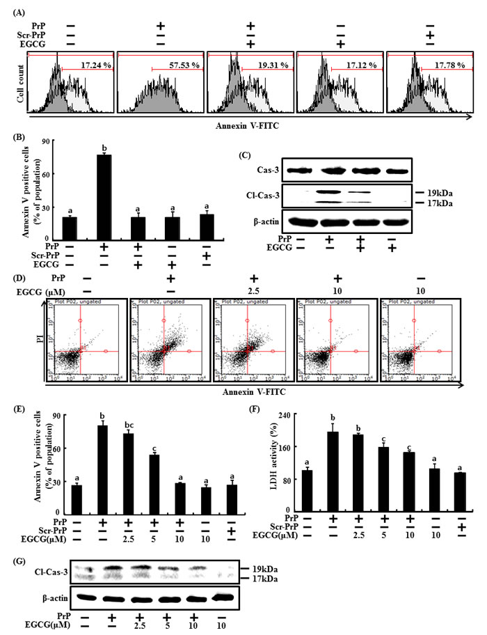 EGCG prevents neuronal cells from PrP (106-126)-induced cell death.