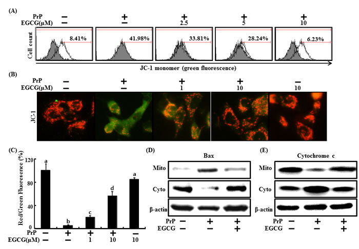 EGCG protects PrP (106-126)-induced mitochondrial damage.