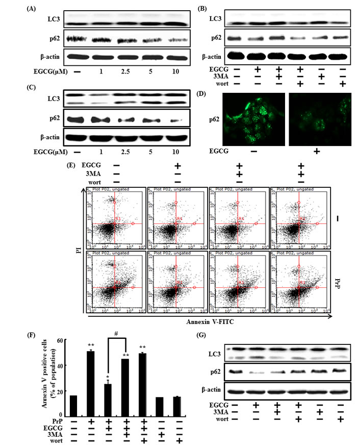 EGCG increases the induction of autophagy.