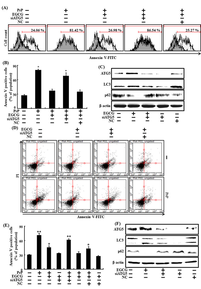 Inhibiting autophagy with ATG5 siRNA reduced the increase in autophagy caused by EGCG.
