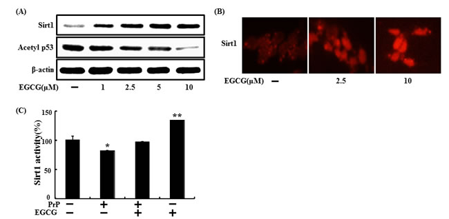 EGCG upregulates sirt1 expression and activation.