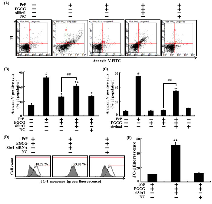 EGCG prevents neuronal cells from PrP (106-126)-induced cell death through the sirt1 pathway.