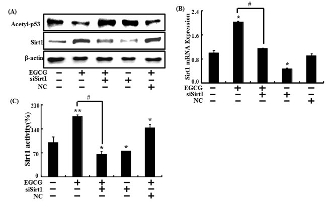 Inhibiting sirt1 decreased the sirt1 increase caused by EGCG.