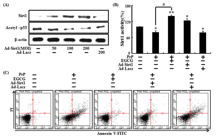 Overexpression of sirt1 and EGCG increased neuroprotective effects in SH-SY5Y cells.