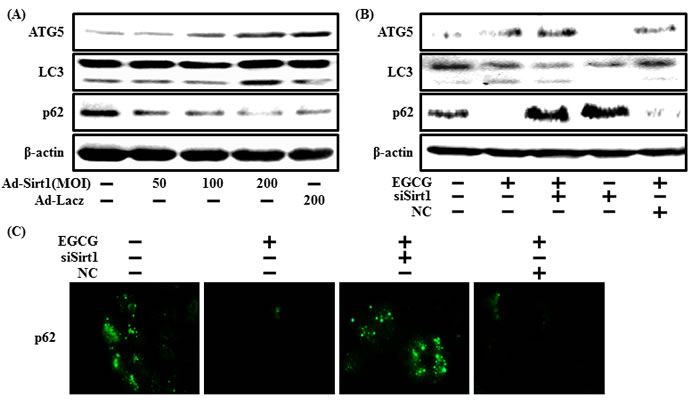 EGCG increases autophagy through the sirt1 pathway.