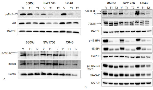 Effect of Torin2 on mTOR and mTOR-related protein expression and phosphorylation.