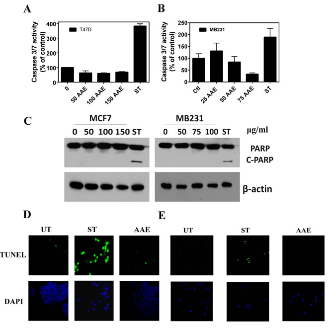 AAE does not induce apoptosis in BrCa cells.