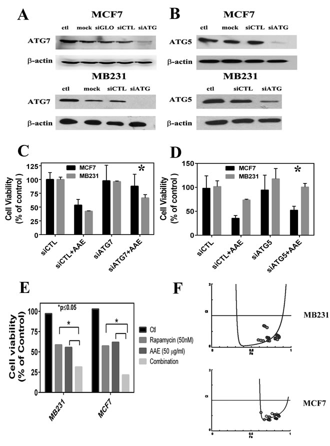 ATG knockdown blocks AAE induced autophagy and cell death.