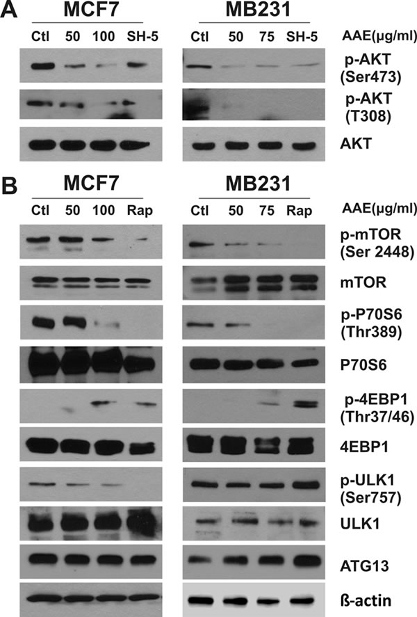 AAE down-regulates the activity of AKT-mTOR signaling pathway leading to autophagy.