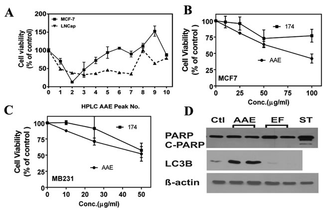 Ericifolin is not the active component in AAE against breast cancer.