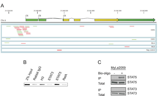LT&#x3b1; is a transcriptional target of STAT5.