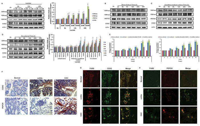 Lactate influenced the protein levels of COX2 and PEPCK in THP-1 monocytes.