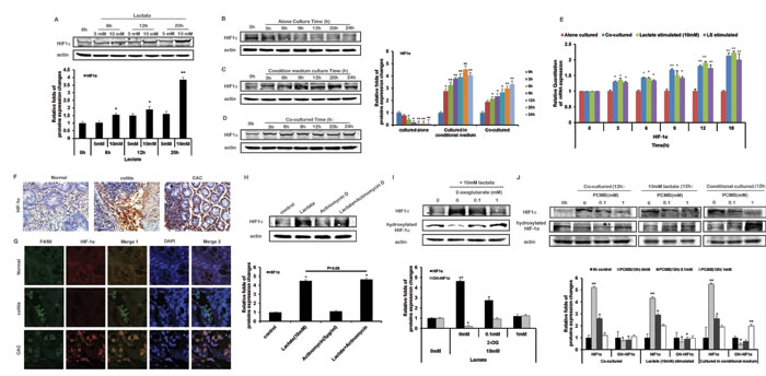 Lactate stabilize HIF-1&#x3b1; of THP-1 monocytes by inhibiting PHD activity under normoxia.