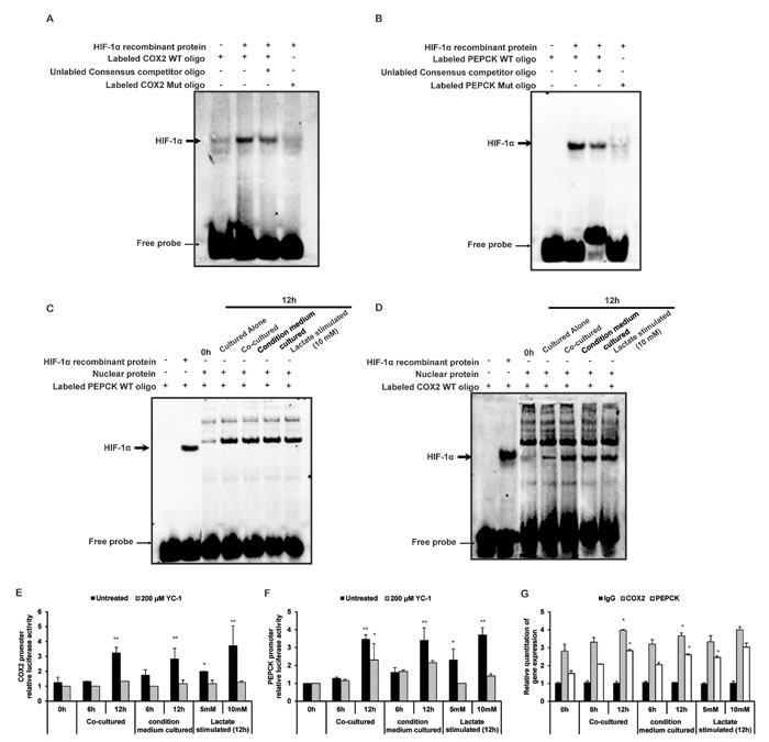 Lactate promotes transcriptions of HIF-1&#x3b1;-targeted genes COX2 and PEPCK.