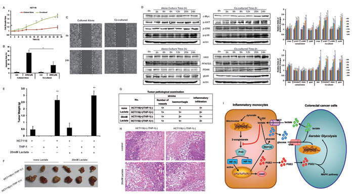 THP-1 monocytes promotes the cell growth of HCT116 cells.