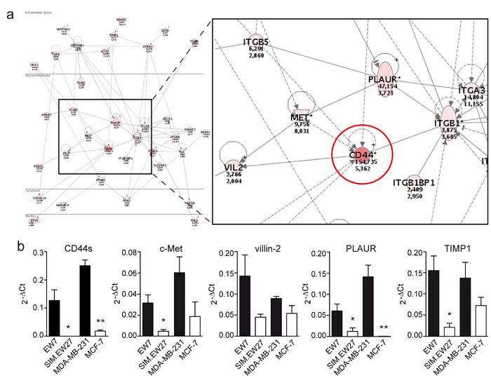 Vasculogenic tumor cells show enhanced expression of CD44/c-Met signaling components.