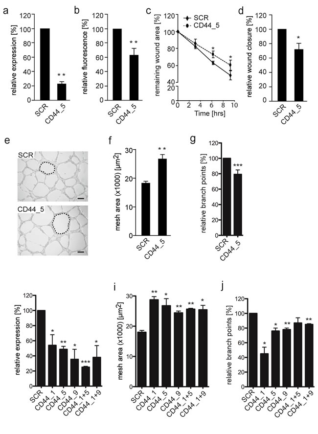 Reduced CD44 membrane expression on EW7 cells decreases tumor cell migration and vasculogenic network formation.