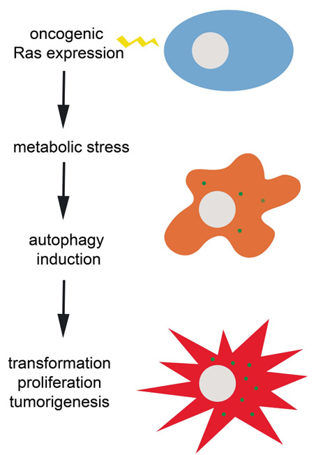 Ras oncogene-induced transformation and tumorigenesis depends on autophagy induction to evade potentially lethal metabolic stress.