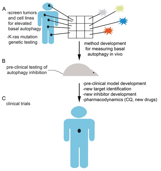 Future directions and challenges in autophagy inhibition.