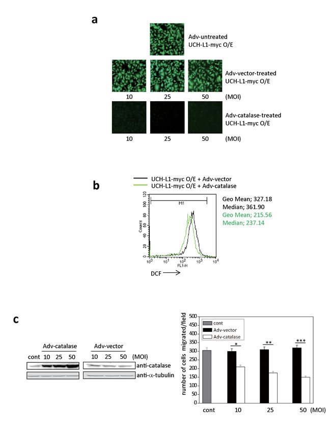 Adv-catalase attenuates the positive effect of UCH-L1 on cell invasion