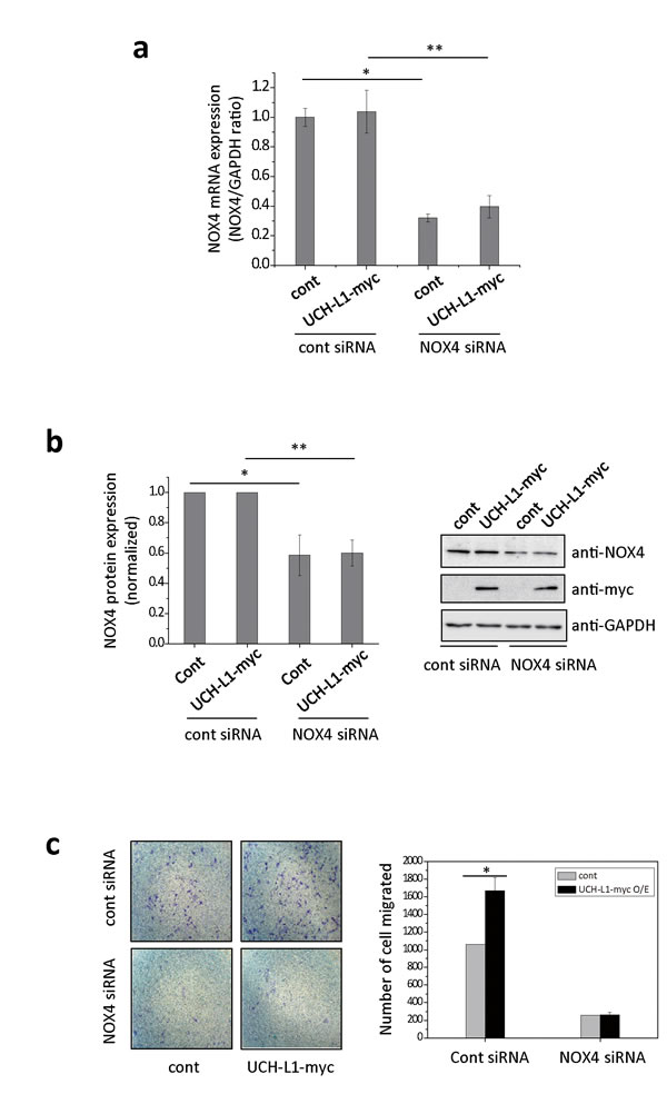 NOX4 siRNA attenuates UCH-L1-mediated H