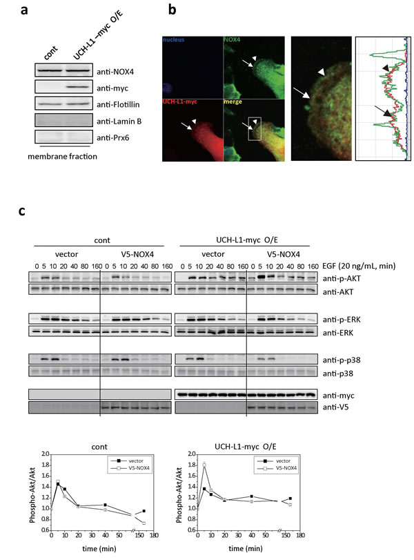 UCH-L1 co-localizes with NOX4 at leading edge of plasma membrane; and H
