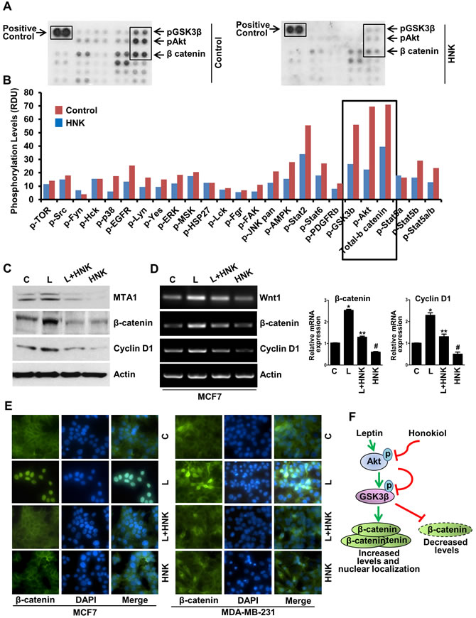 Human phospho-antibody array analyses reveal HNK-induced decreased phosphorylation of key leptin-signaling components and HNK decreases leptin-induced expression and nuclear translocation of &#x3b2;-catenin.
