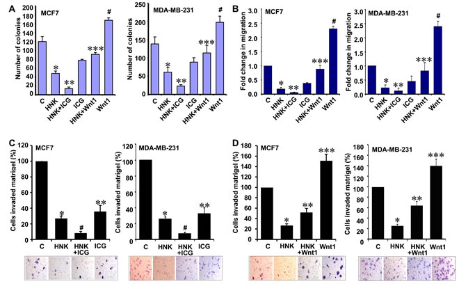 Inhibition of &#x3b2;-catenin potentiates while Wnt1 treatment reduces the effect of HNK on invasion and migration potential of breast cancer cells.