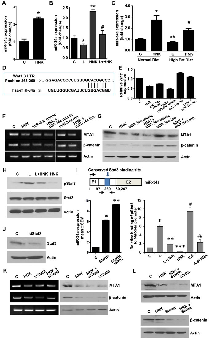 Involvement of miR-34a in HNK-mediated inhibition of MTA1-&#x3b2;-catenin axis and role of Stat3 inhibition in HNK-mediated miR34a upregulation and MTA1-&#x3b2;-catenin axis inhibition.