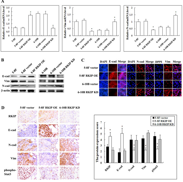 The regulation of RKIP on the expression of EMT-like cellular markers in NPC cells and their xenograft metastases.
