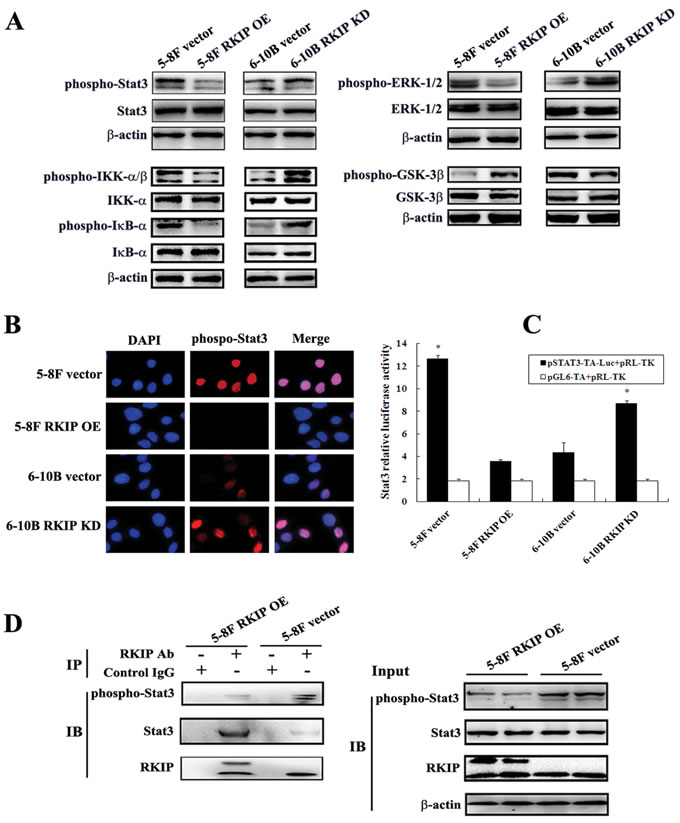 The regulation of RKIP on the activity of NPC cellular signaling pathways.