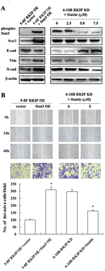 The regulation of RKIP on migration, invasion, and EMT marker expressions mediated by Stat3 signaling in NPC Cells.