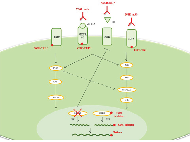 Basal-like TNBC.