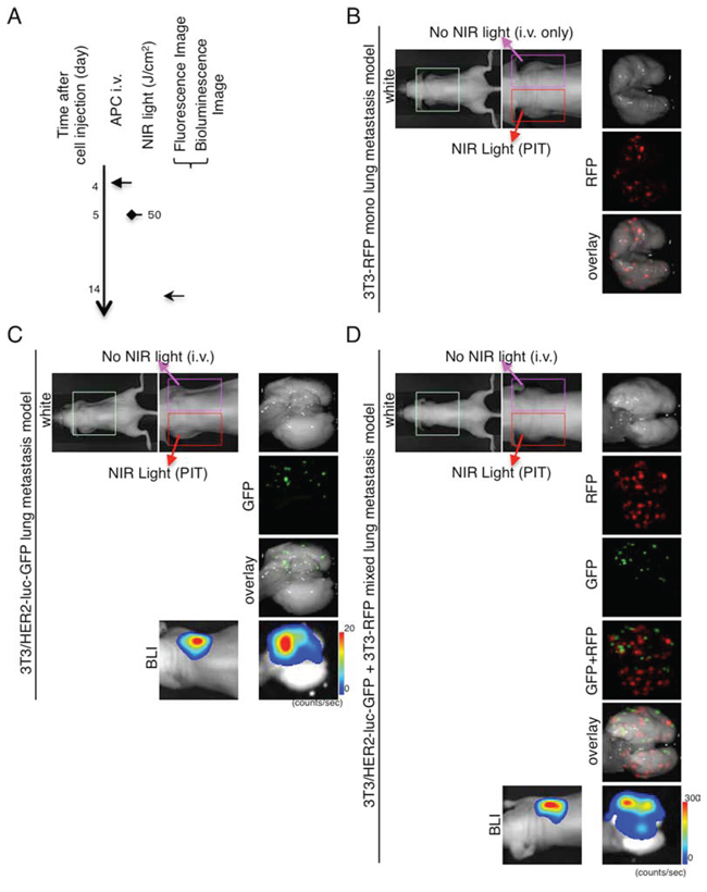 Demonstration of treatment effects of NIR-PIT in lung metastasis model receiving both APC and NIR-irradiation.