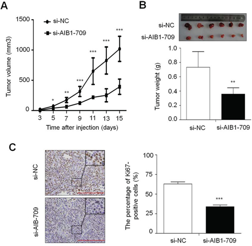 Effect of AIB1 down-regulation on xenograft tumor growth.