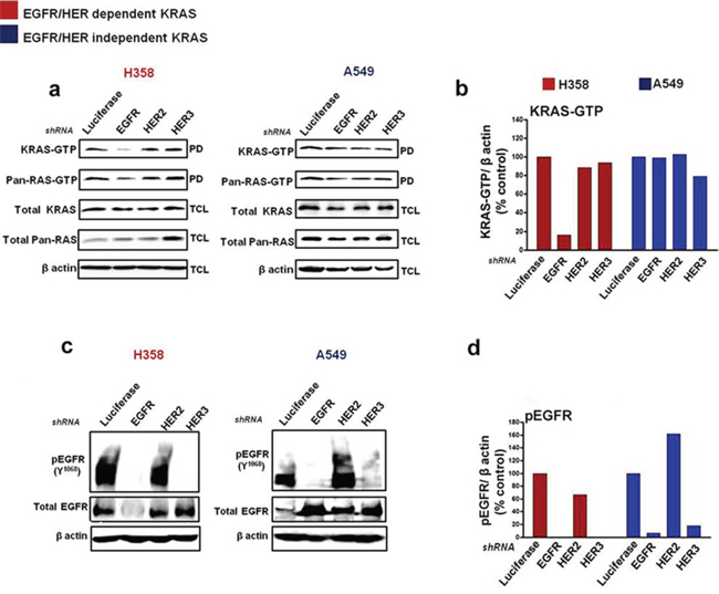 Silencing EGFR/HER in mutant KRAS NSCLC cells.