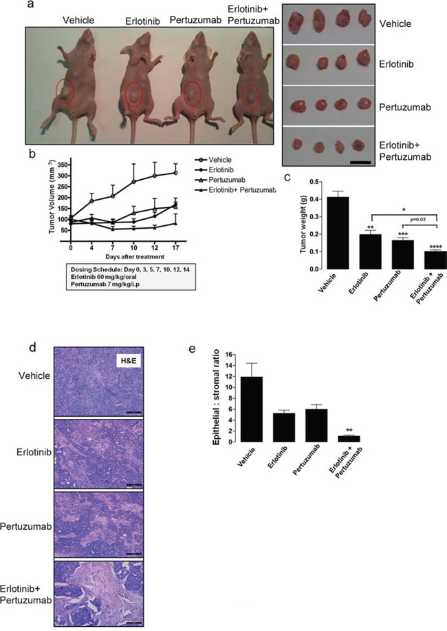 Anti-tumor efficacy of sequential erlotinib/pertuzumab treatment in KRAS mutant xenografts.