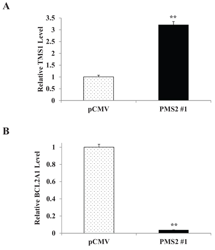 PMS2 induces TMS1 and inhibits BCL2A1 expression in DU145 cells.