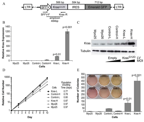 Effect of KrasG12D overexpression on p53&minus;/&minus; myoblast growth in vitro.