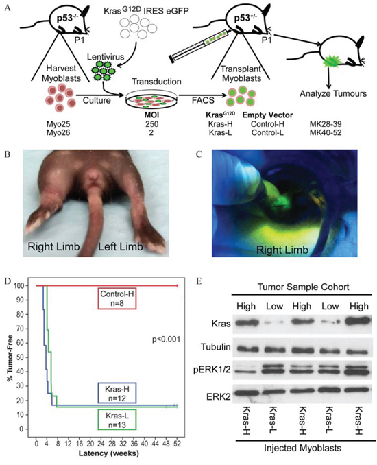 Injection of KrasG12D expressing myoblasts into syngeneic host pups results in rapid tumor formation.