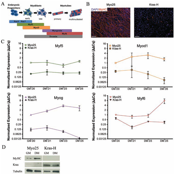 Kras transduced myoblasts fail to differentiate in vitro.