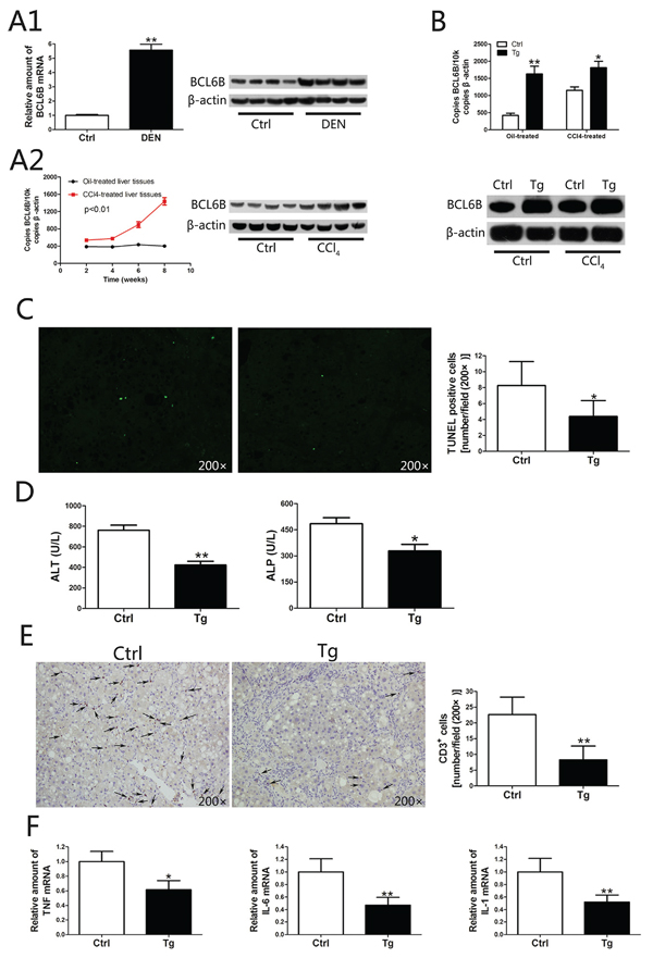 The function of BCL6B in inhibiting hepatocellular damage and inflammation.