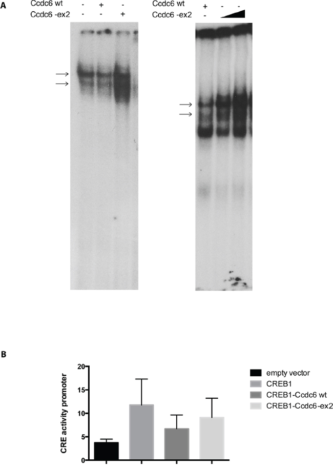 Ccdc6-ex2 protein increases CREB binding to CRE element and is less able to reduce CREB1 transcriptional activity.