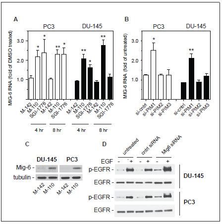 Regulation of MIG6 gene expression.